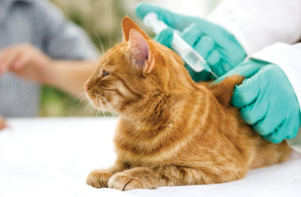 백신 접종하는 고양이.