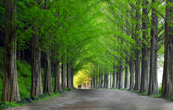 생장점, 저장기관으로의 분배