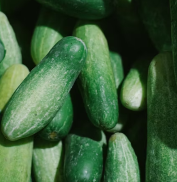 오이 효능 부작용 고르는법 칼로리