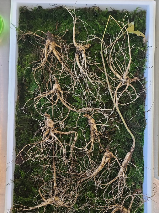 극한직업-산양삼-