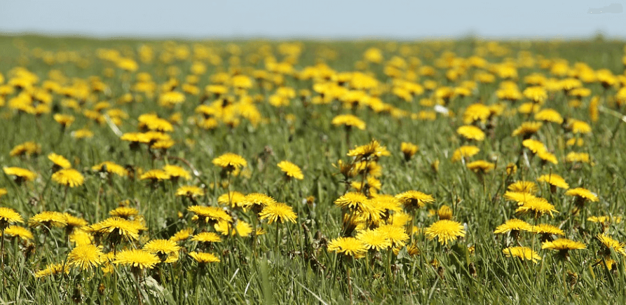 방광염에 좋은 음식인 민들레 꽃밭의 풍경