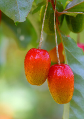보리수 효능 10가지 및 부작용 및 주의사항