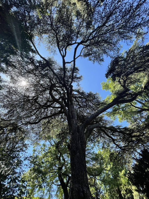 Labyrinth of the Jardin des Plantes