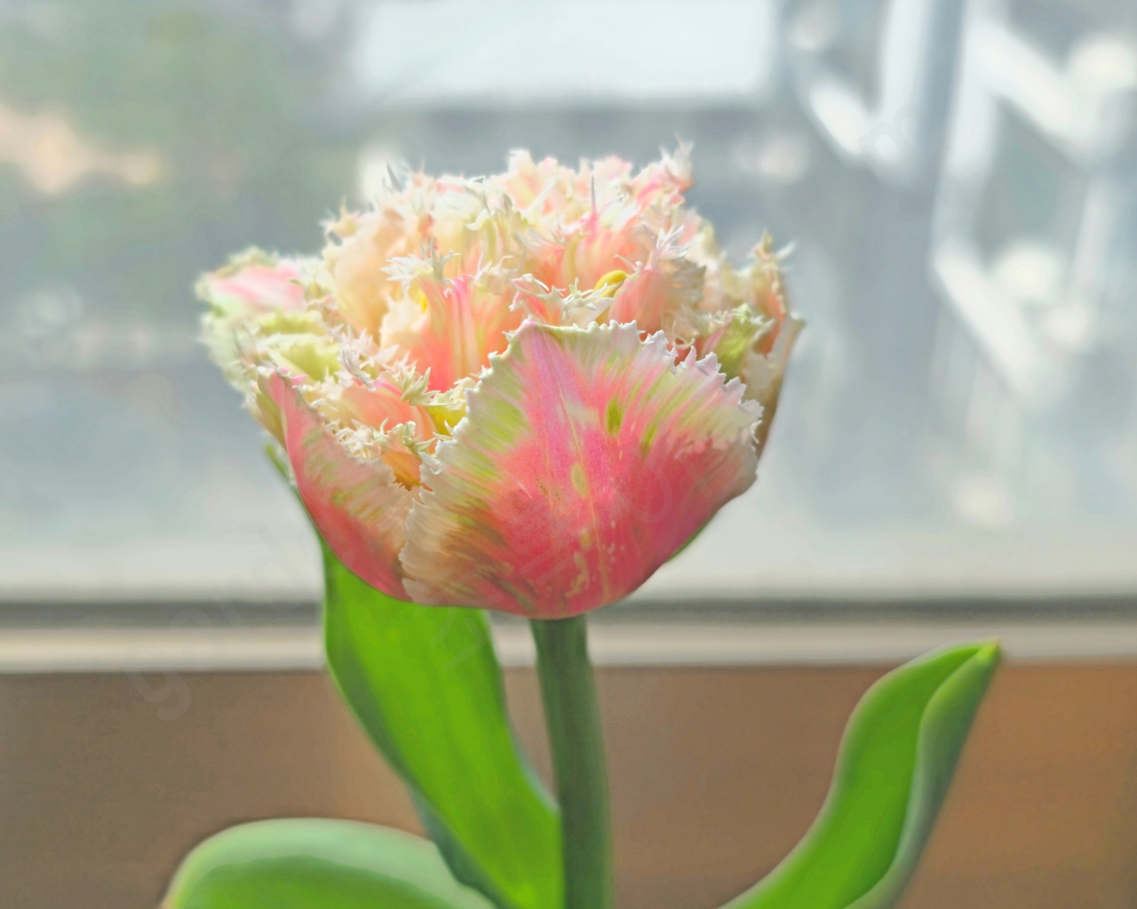 분홍색 프린지 튤립