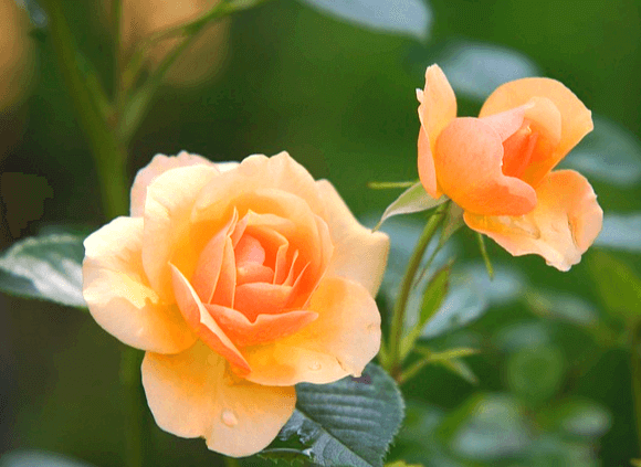 연한 주황색 장미 두 송이가 피어있다.