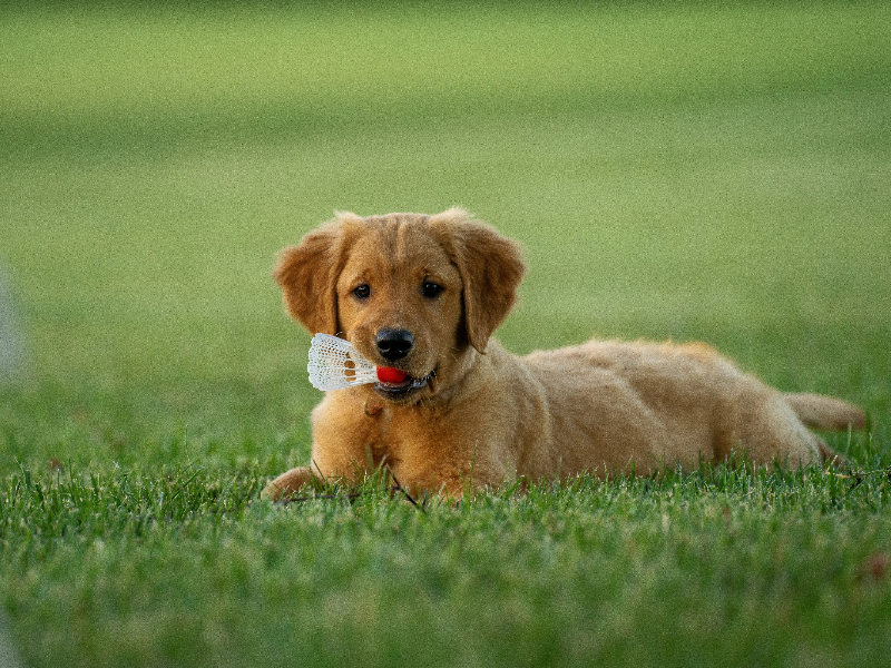 장남감을 입에 물고있는 강아지