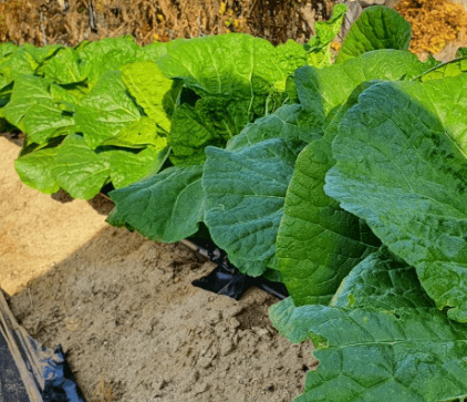 김장 배추 모종 심는 시기