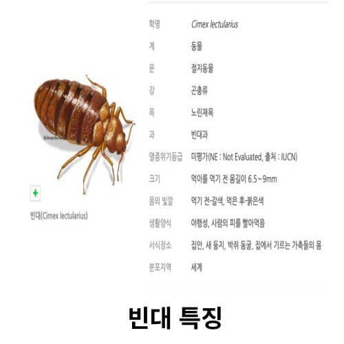빈대특징
