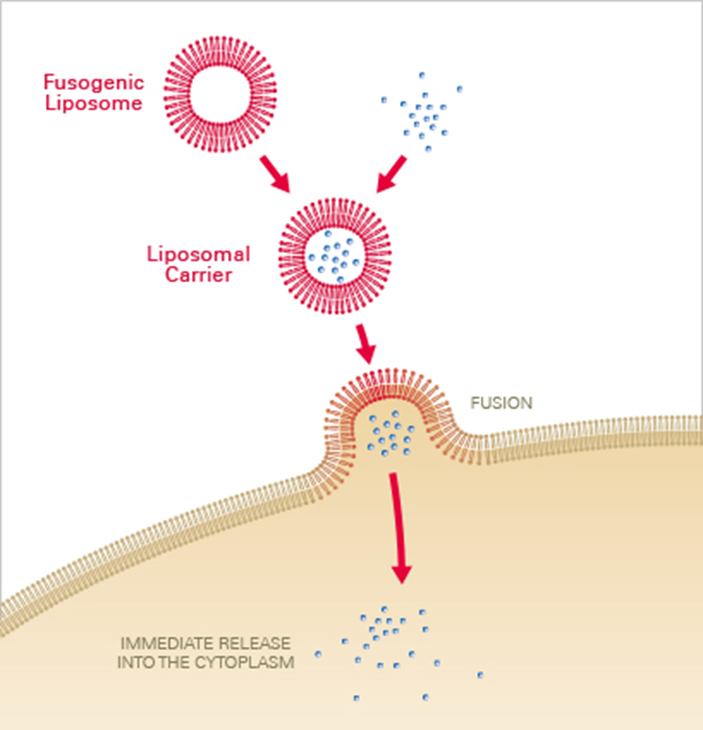 리포좀을 이용한 transfection 원리 그림