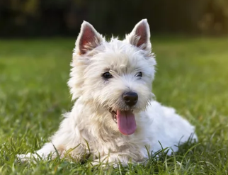강아지 헥헥거리는 모습/출처:어도비스톡