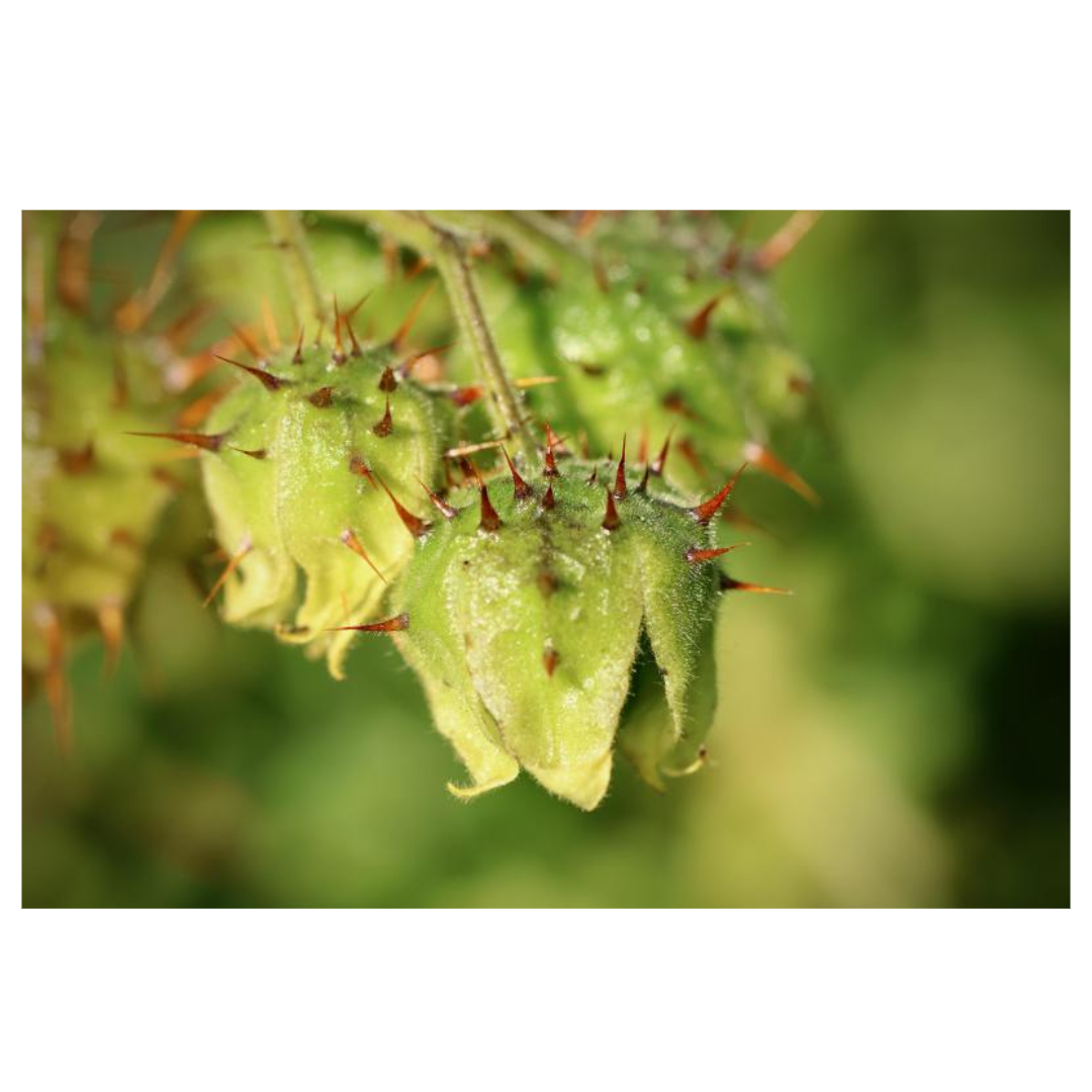 여주와 관련된 사진입니다.