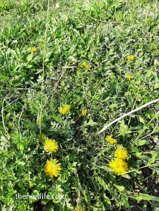 봄 들판에서 자생하는 노란 민들레꽃 무리
