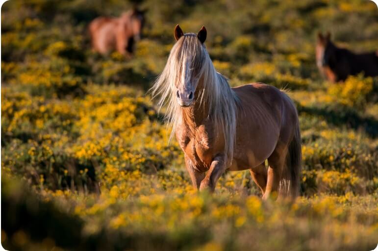 야외에서 자유롭게 뛰어노는 말의 모습