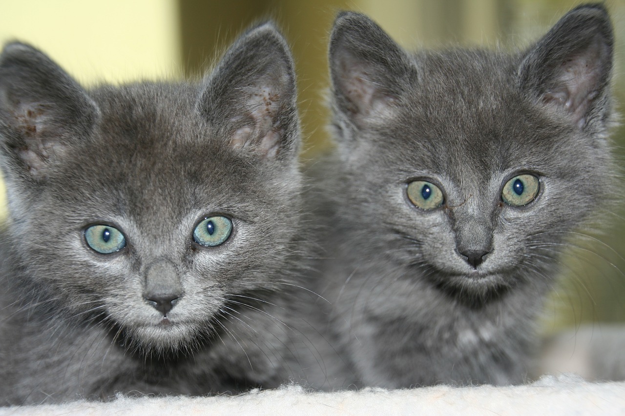 Russian Blue2