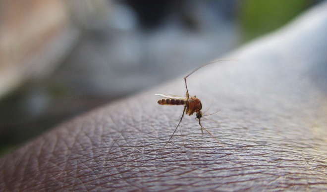 모기와 진드기 시즌 확대 &ndash; 일상 건강 관리에 미치는 영향