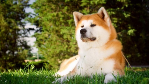 아키타견 이미지