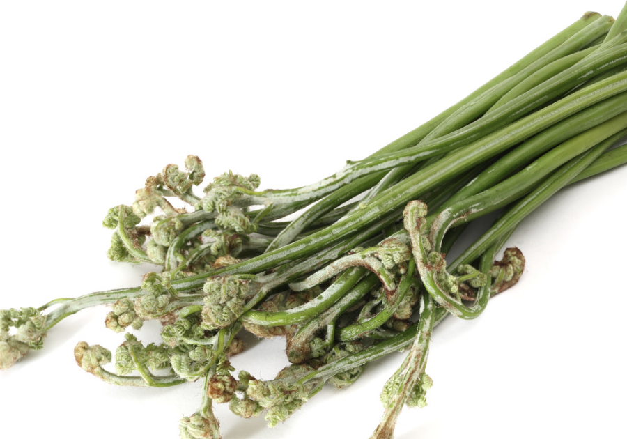 고사리 나물 쓴맛 나는 이유 (독성제거하고 섭취)