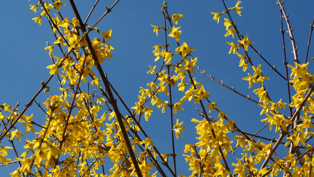 Forsythia