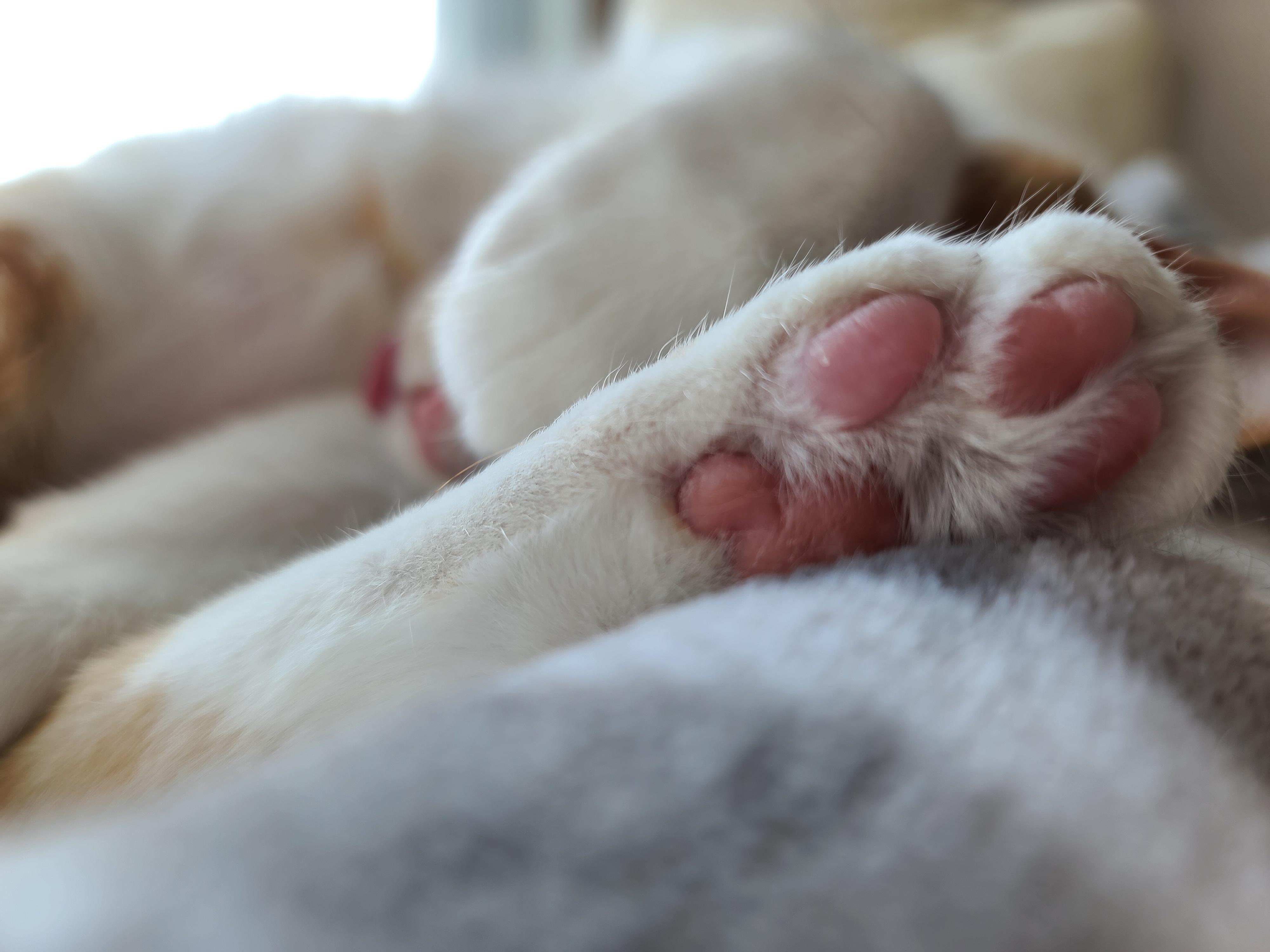 잠자는 치즈냥이 도촬