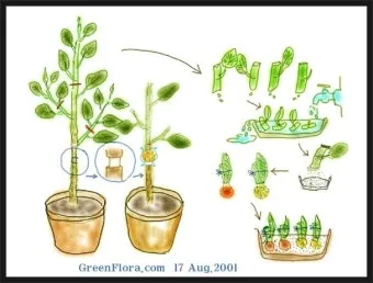 꺾꽂이 번식 시기선정 도구준비 삽목토관리 뿌리내리기 쉬운 식물_4