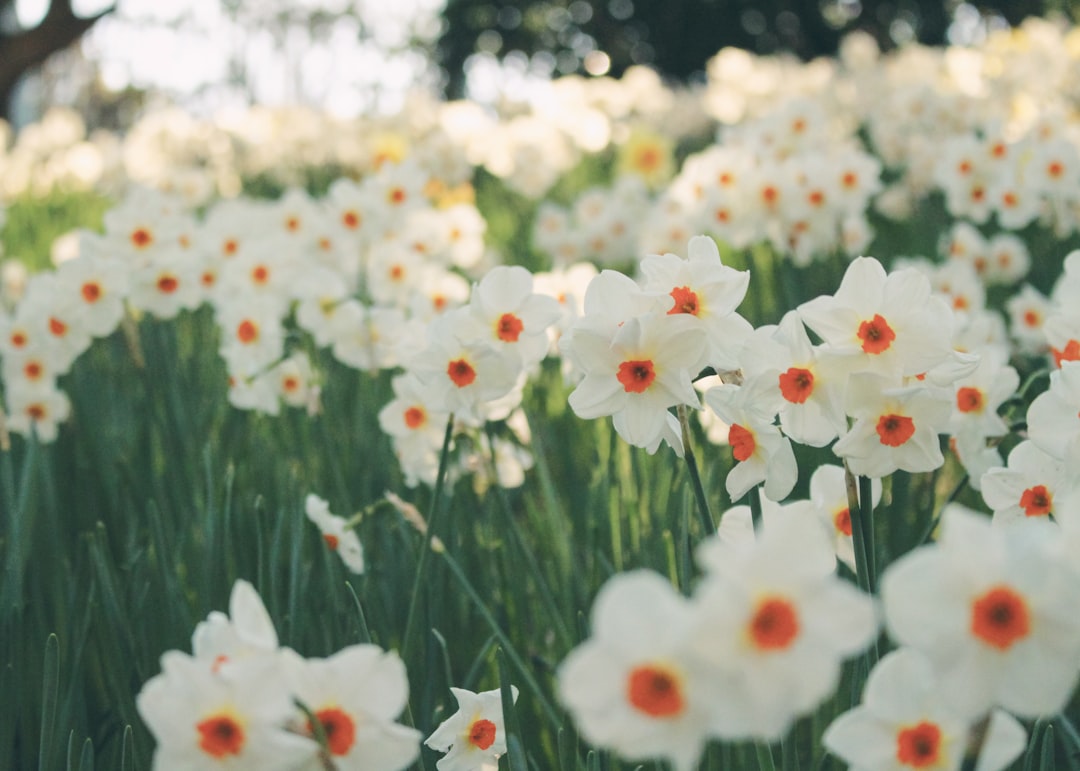 Daffodil