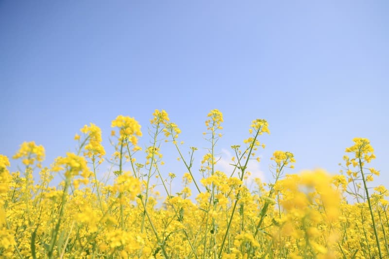 2024-고창-청보리밭-축제-일정,-기간,-장소,-길찾기,-숙소