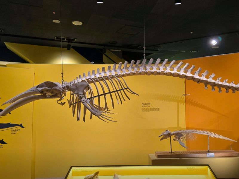 강화자연사박물관