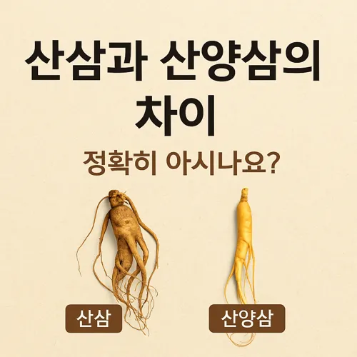 산삼과 산양삼 차이 비교 이미지