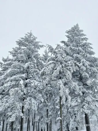 평창 가볼만한곳 베스트10 대관령 양떼목장 허브나라 드라이브_18