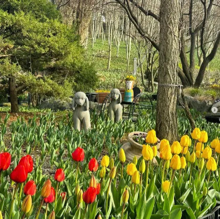 피나클랜드 불꽃축제 튤립 수선화 축제 15