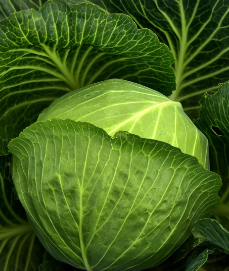 양배추 이미지