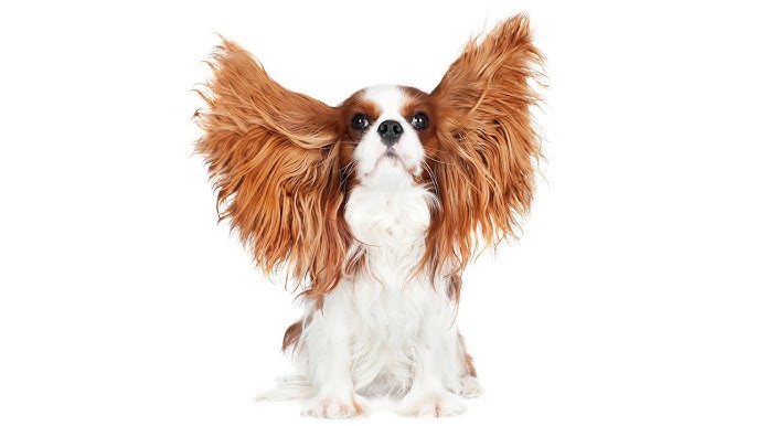 여름철 강아지 귀·눈·발 관리법 이미지