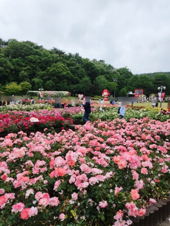 울산 5월 어린이날 300만송이 장미축제 와 울산대공원 놀이시설 이용