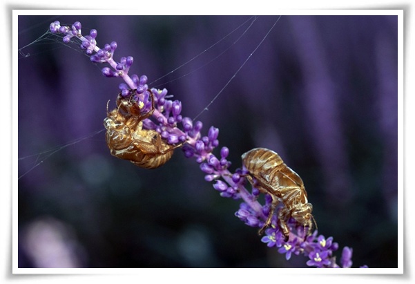 화초 &quot;맥문동&quot; 사계절 내내 우아한, 척박한 땅에서도 꽃 피우는 생명력!