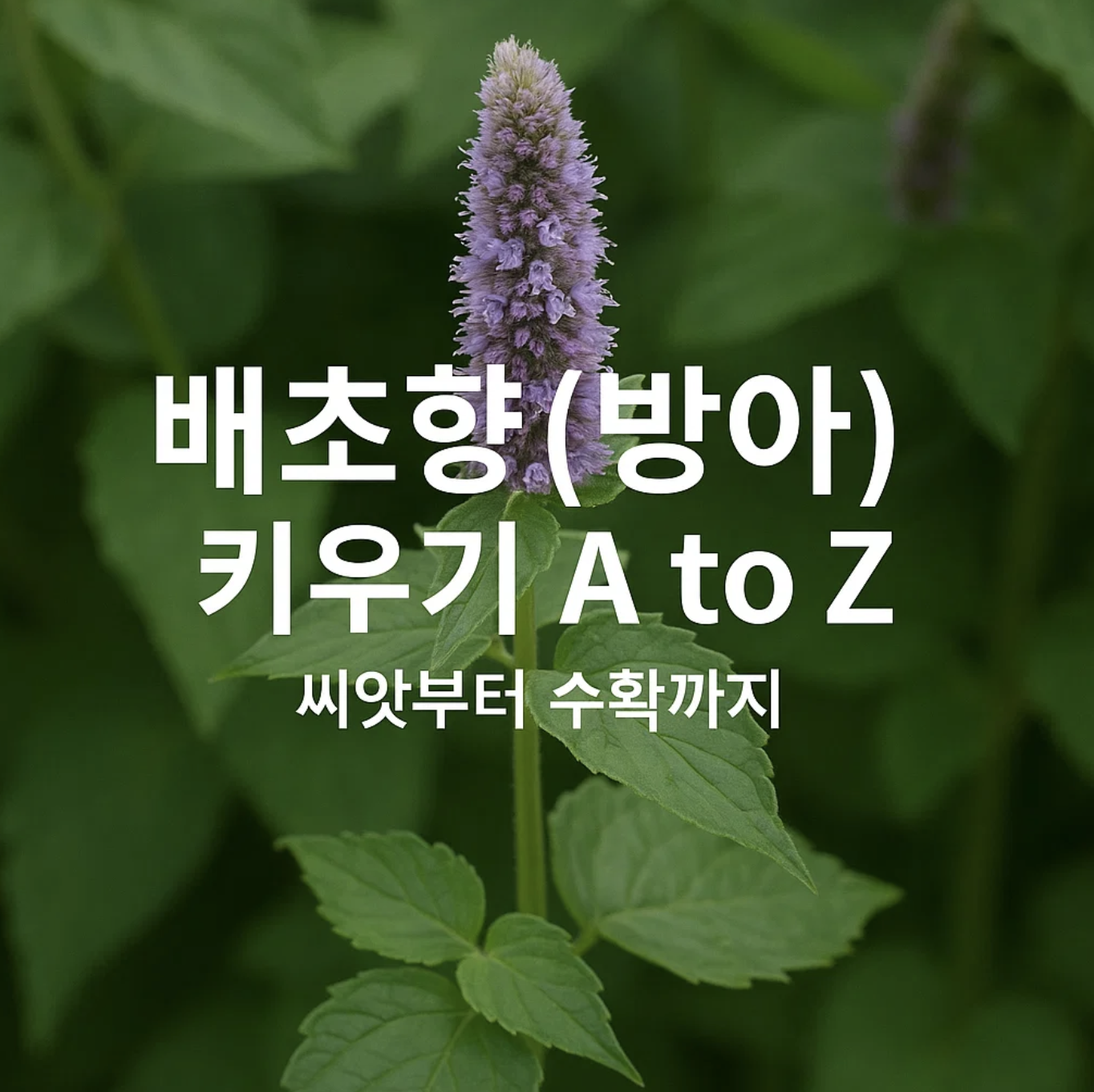 배초향(방아) 키우기 A to Z, 씨앗부터 수확까지