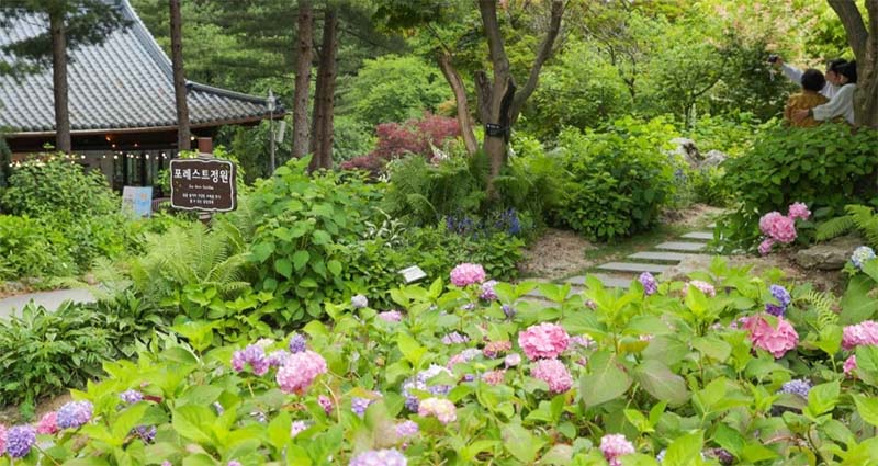 아침고요수목원 수국전시회