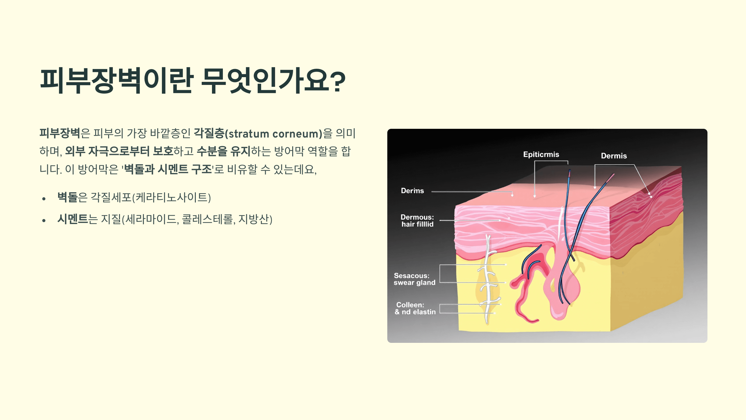 피부장벽이란