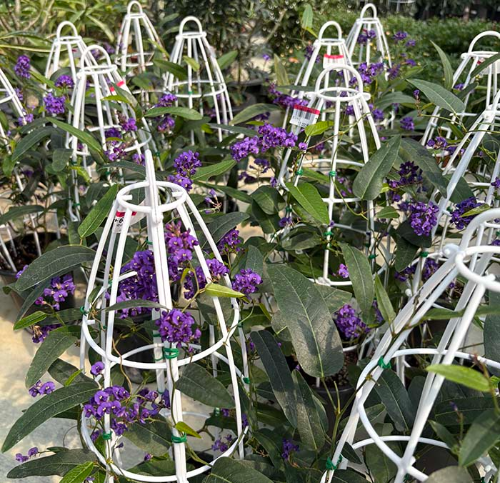 보라싸리덩굴식물