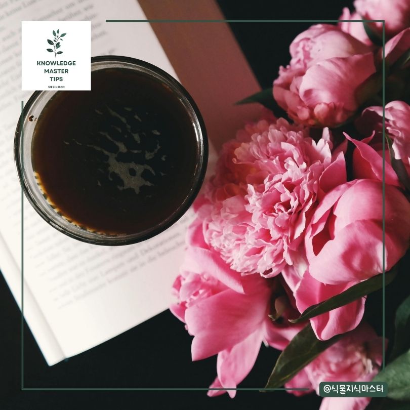 작약의 역사와 문화적 배경 이해하기