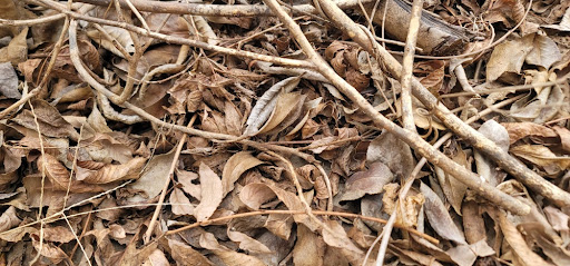 무수히 많은 낙엽과 잔가지들이 바닥에 쌓여있는 모습