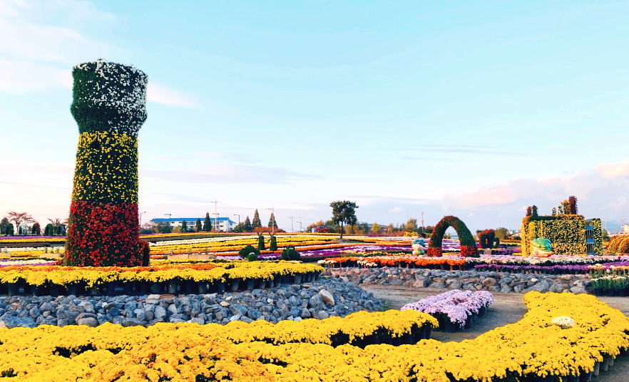 연천 국화축제