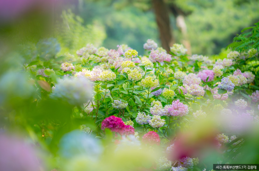부산 태종대 수국 명소 완전 정복! 개화시기부터 수국축제, 포토존까지