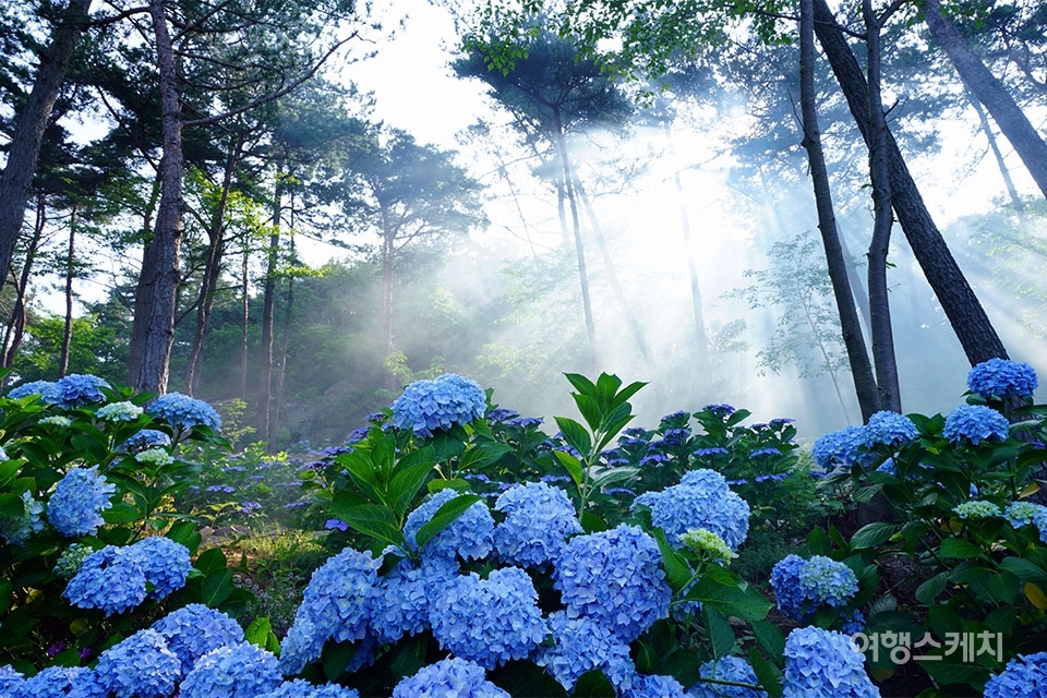 해남 가볼만한곳 - 포레스트수목원