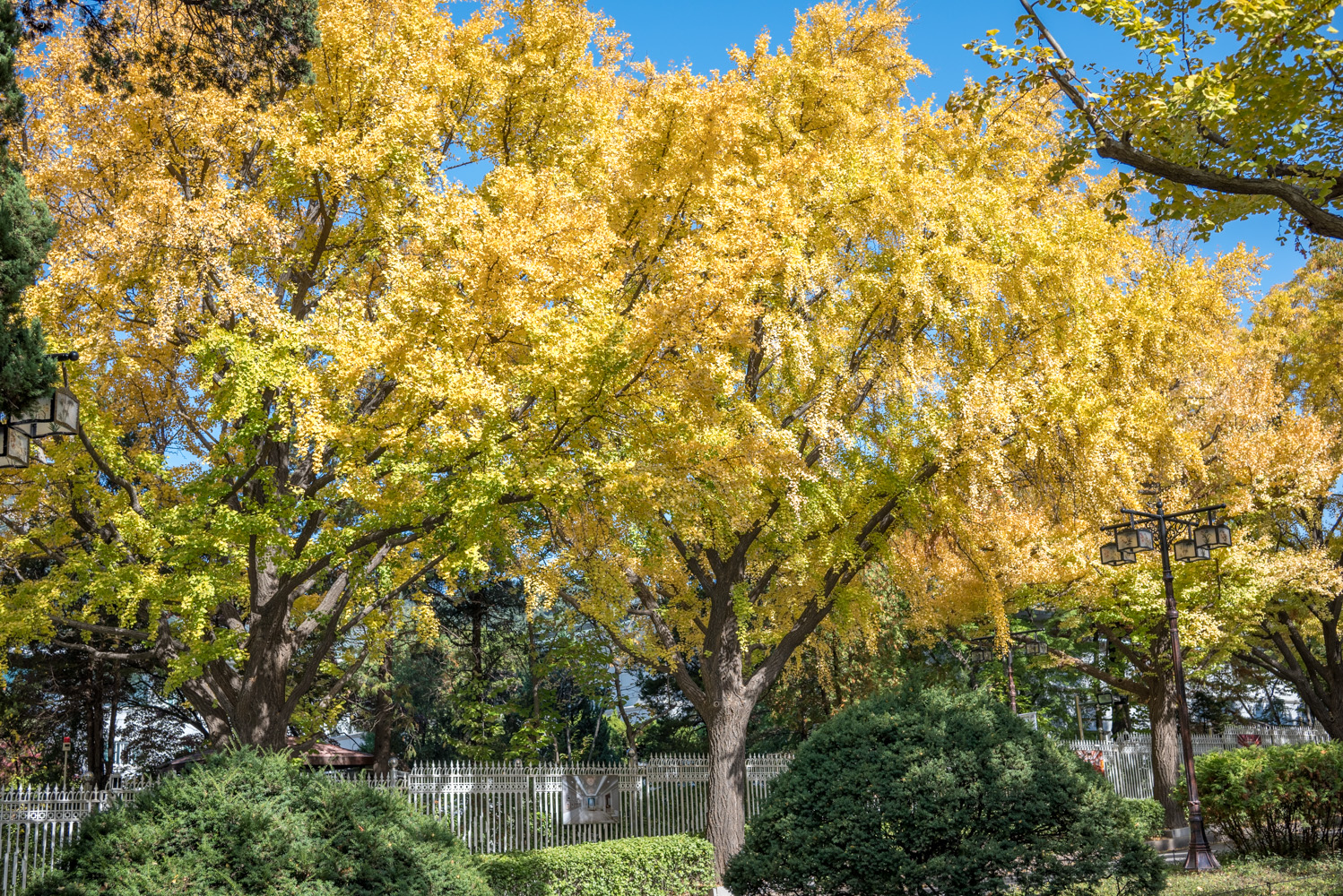 은행 단풍 맛집 경복궁 돌담길