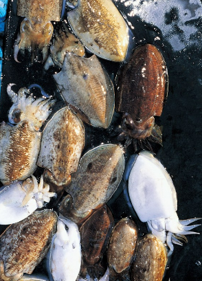 꼴뚜기효능 갑오징어효능 장항항 수산물 꼴갑축제