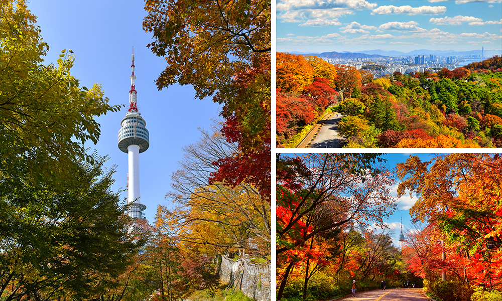 남산 둘레길, 가을단풍길 남산남측순환로