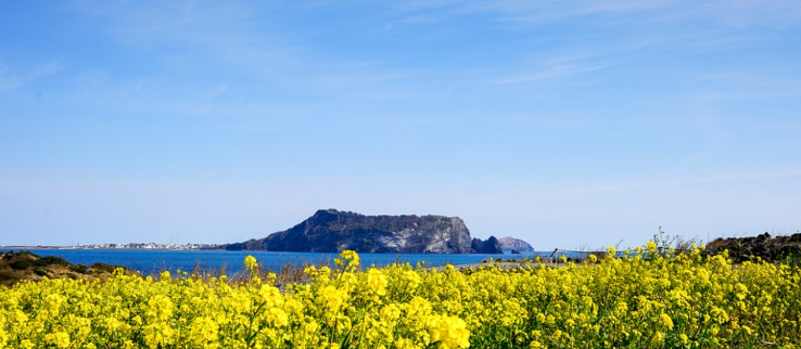 제주도 유채꽃 푸른바다