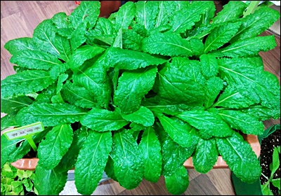 곰보배추 효능, 먹는 법 총정리