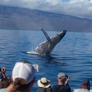 2025년 하와이 마우이 - 명소, 음식, 숙소 추천정보