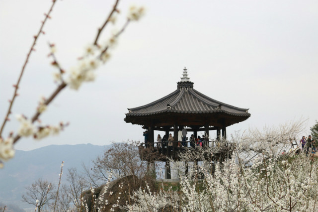 매화축제